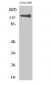 TERT Polyclonal Antibody
